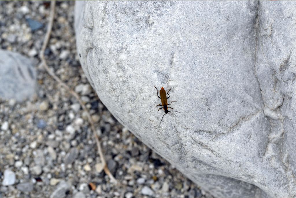 Cantharidae: Rhagonycha?